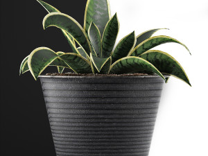 plants collection 108 3D Model