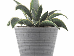 plants collection 108 3D Model