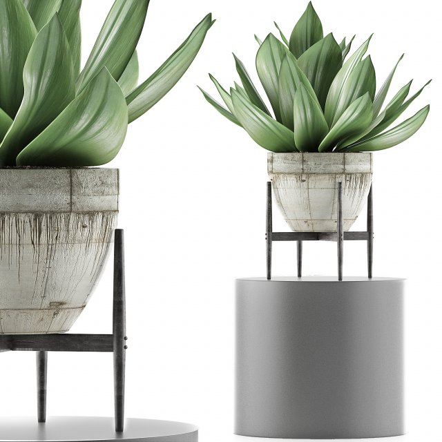 plants collection 109 Modelo 3D .c4d .max .obj .3ds .fbx .stl .blend 