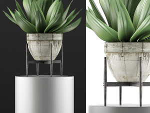 plants collection 109 Modelo 3D