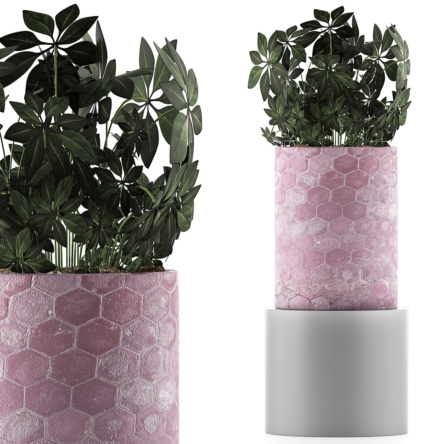 plants collection 110 3D Model .c4d .max .obj .3ds .fbx .stl .blend 