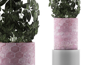 plants collection 110 3D Model