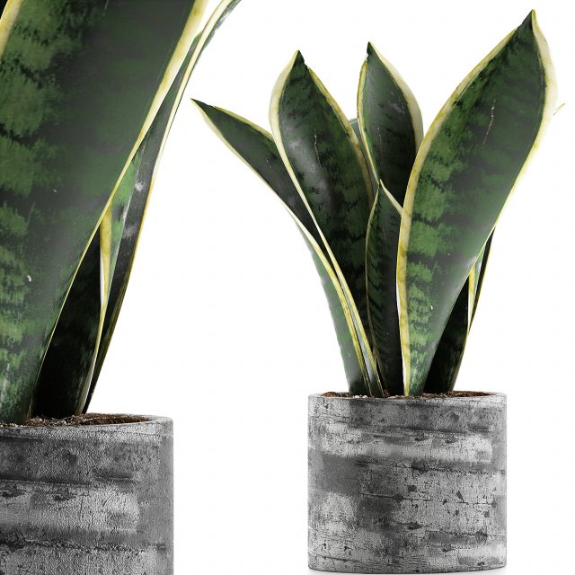 plants collection 111 3D Model .c4d .max .obj .3ds .fbx .stl .blend