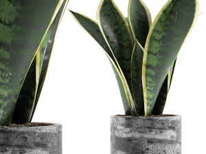 plants collection 111 3D Model