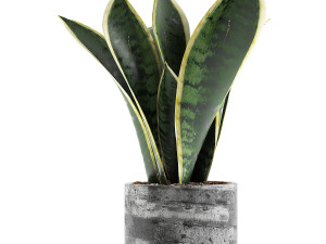 plants collection 111 3D Model