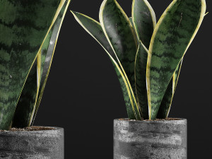 plants collection 111 3D Model