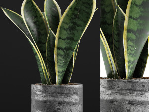 plants collection 111 3D Model