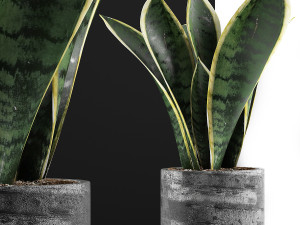 plants collection 111 3D Model