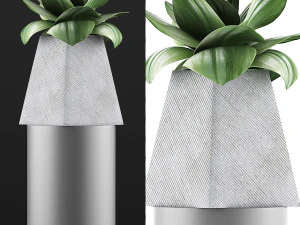 plants collection 112 3D Model