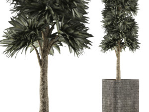 plants collection 113 3D Model