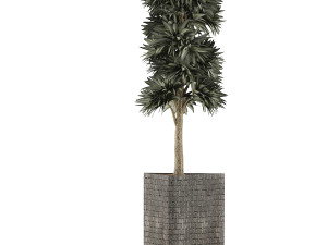 plants collection 113 Modèle 3D