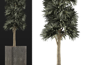 plants collection 113 Modèle 3D