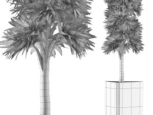 plants collection 113 Modèle 3D