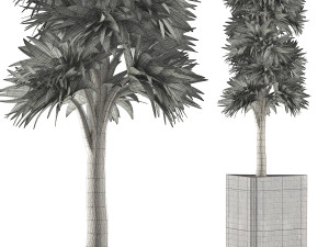 plants collection 113 Modèle 3D