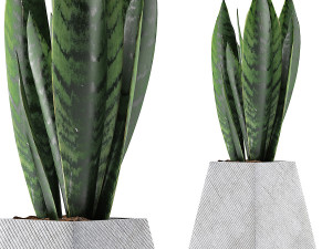 plants collection 114 3D Model