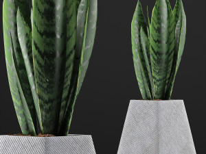 plants collection 114 Modelo 3D