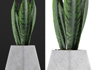 plants collection 114 Modelo 3D