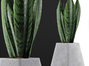 plants collection 114 Modelo 3D