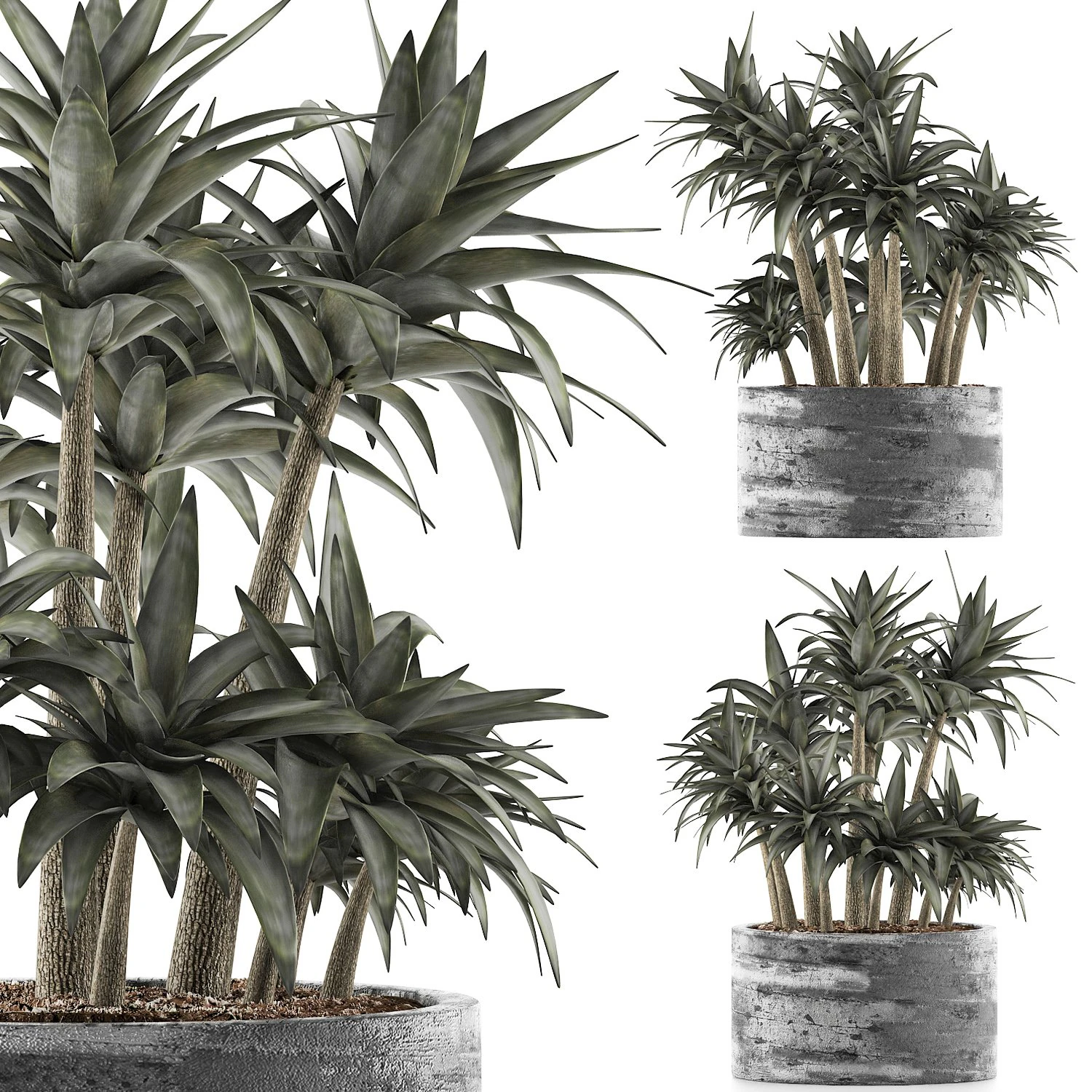 plants collection 116 3D Model .c4d .max .obj .3ds .fbx .stl .blend 