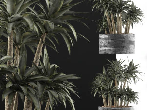 plants collection 116 3D Model