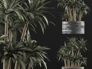 plants collection 116 3D-Modell