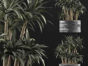 plants collection 116 3D Model