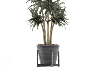 plants collection 117 3D 模型