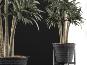 plants collection 117 3D 模型