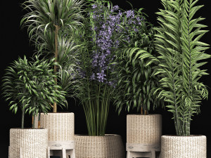 plants collection 213 3D Model