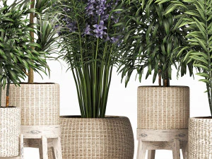 plants collection 213 3D Model
