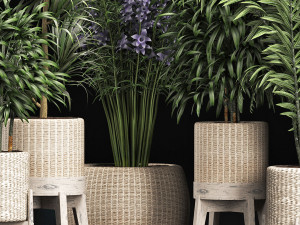 plants collection 213 3D Model
