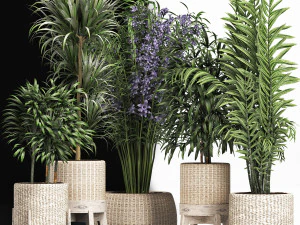 plants collection 213 3D Model