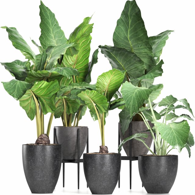 plants collection 213 Model 3D .c4d .max .obj .3ds .fbx .stl .blend 