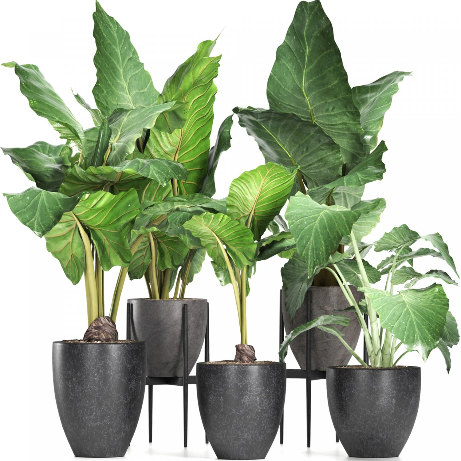 plants collection 213 3D Model .c4d .max .obj .3ds .fbx .stl .blend 