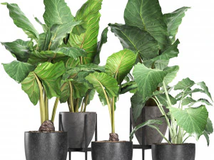 raccolta piante 213 Modello 3D