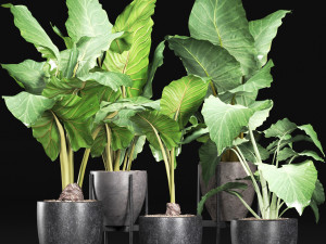 plants collection 213 Model 3D