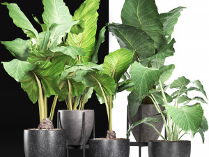 plants collection 213 Model 3D