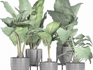 plants collection 213 Model 3D