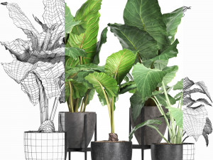 plants collection 213 Model 3D