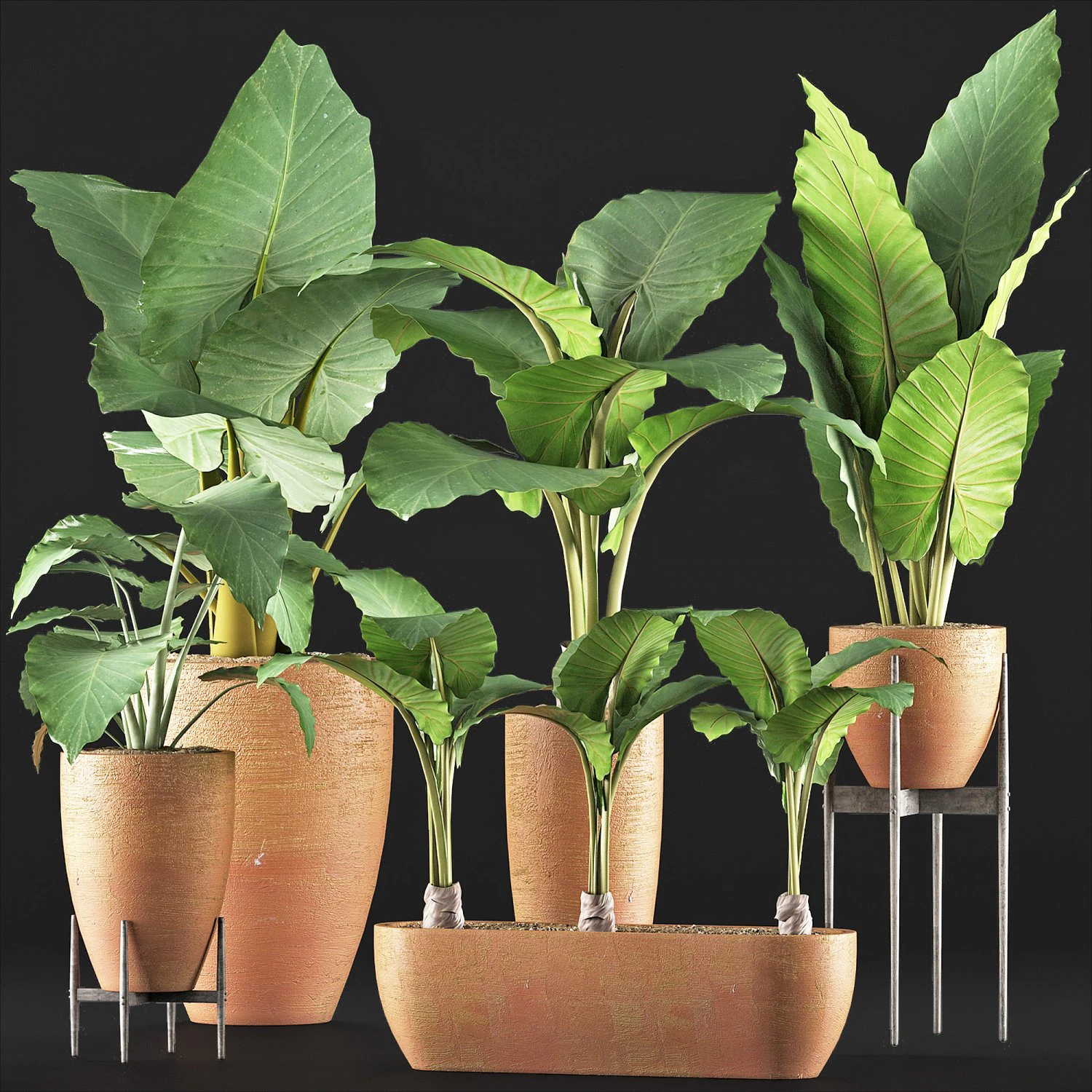 plants collection 216 3D Model .c4d .max .obj .3ds .fbx .stl .blend 