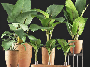plants collection 216 3D Model