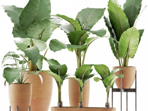 plants collection 216 3D 模型