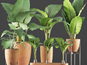 plants collection 216 3D 模型