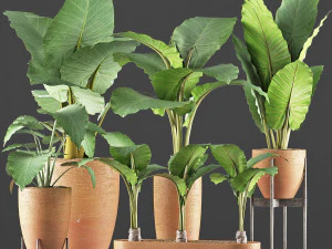 plants collection 216 3D Model