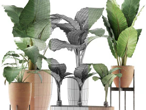 plants collection 216 3D Model