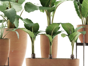 plants collection 216 3D 模型