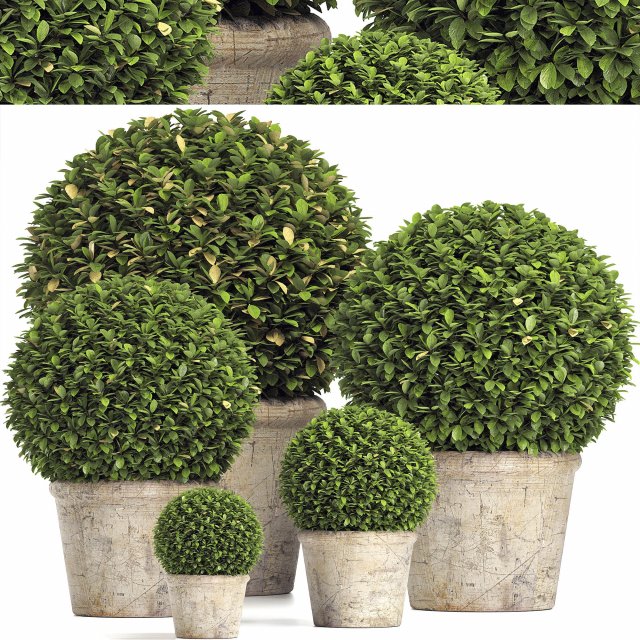 preserved boxwood globe rh - indoor plant 219 Modèle 3D .c4d .max .obj .3ds .fbx .stl .blend 