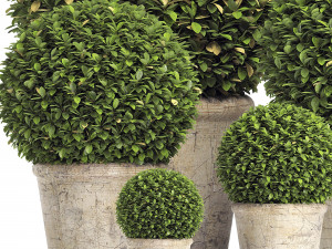 preserved boxwood globe rh - indoor plant 219 Modèle 3D