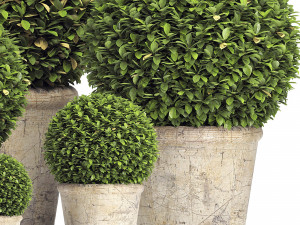preserved boxwood globe rh - indoor plant 219 Modèle 3D
