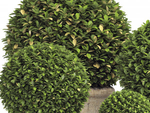 preserved boxwood globe rh - indoor plant 219 Modèle 3D